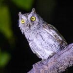 Oriental Scops Owl (image by Vincent van der Spek)