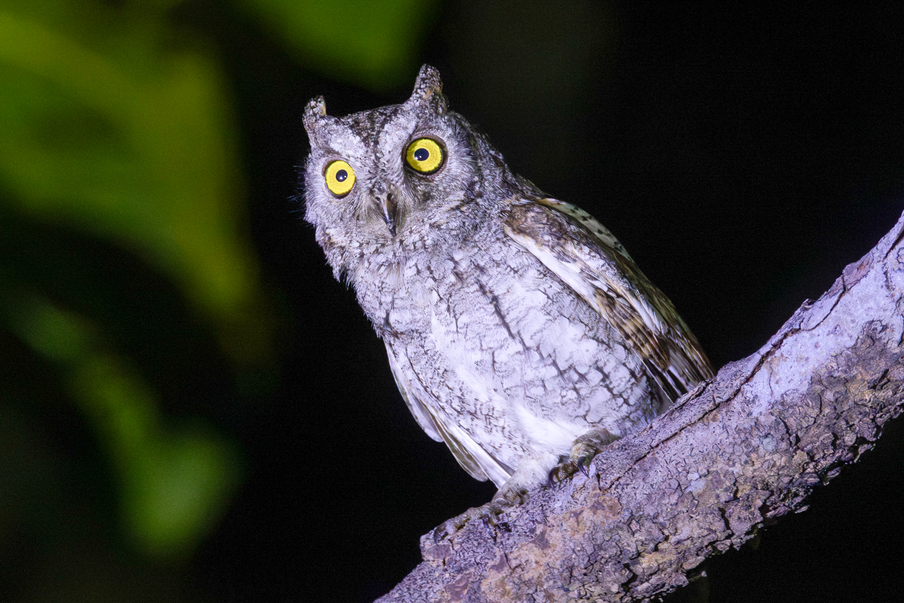 Oriental Scops Owl (image by Vincent van der Spek)