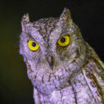 Oriental Scops Owl (image by Vincent van der Spek)