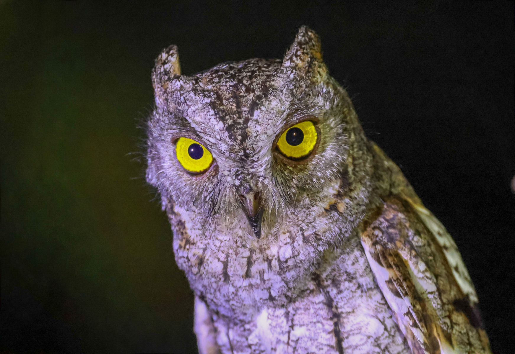 Oriental Scops Owl (image by Vincent van der Spek)