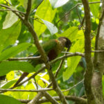 Painted Parakeet (image by Eustace Barnes)