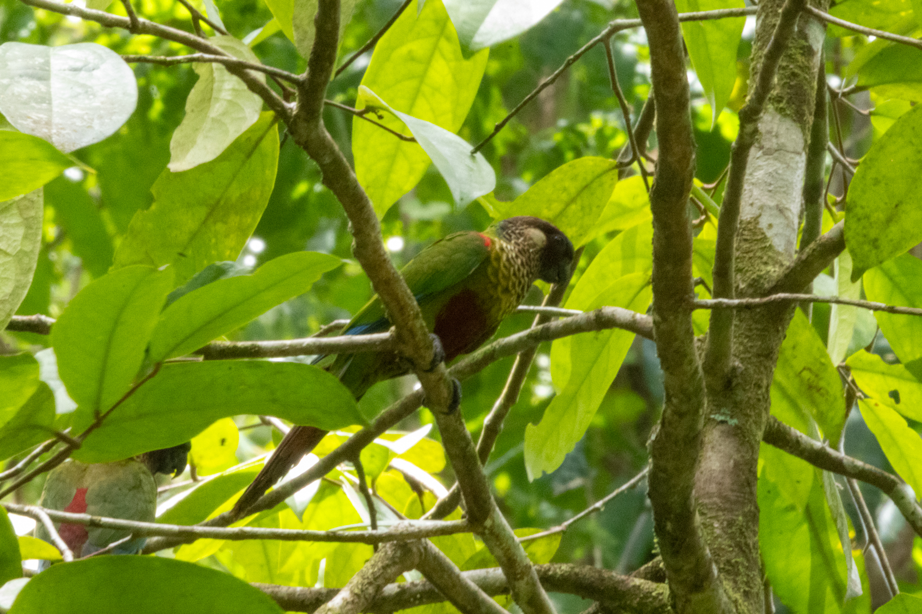 Painted Parakeet (image by Eustace Barnes)