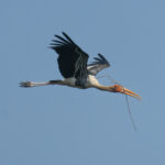 Painted Stork (image by Vincent van der Spek)