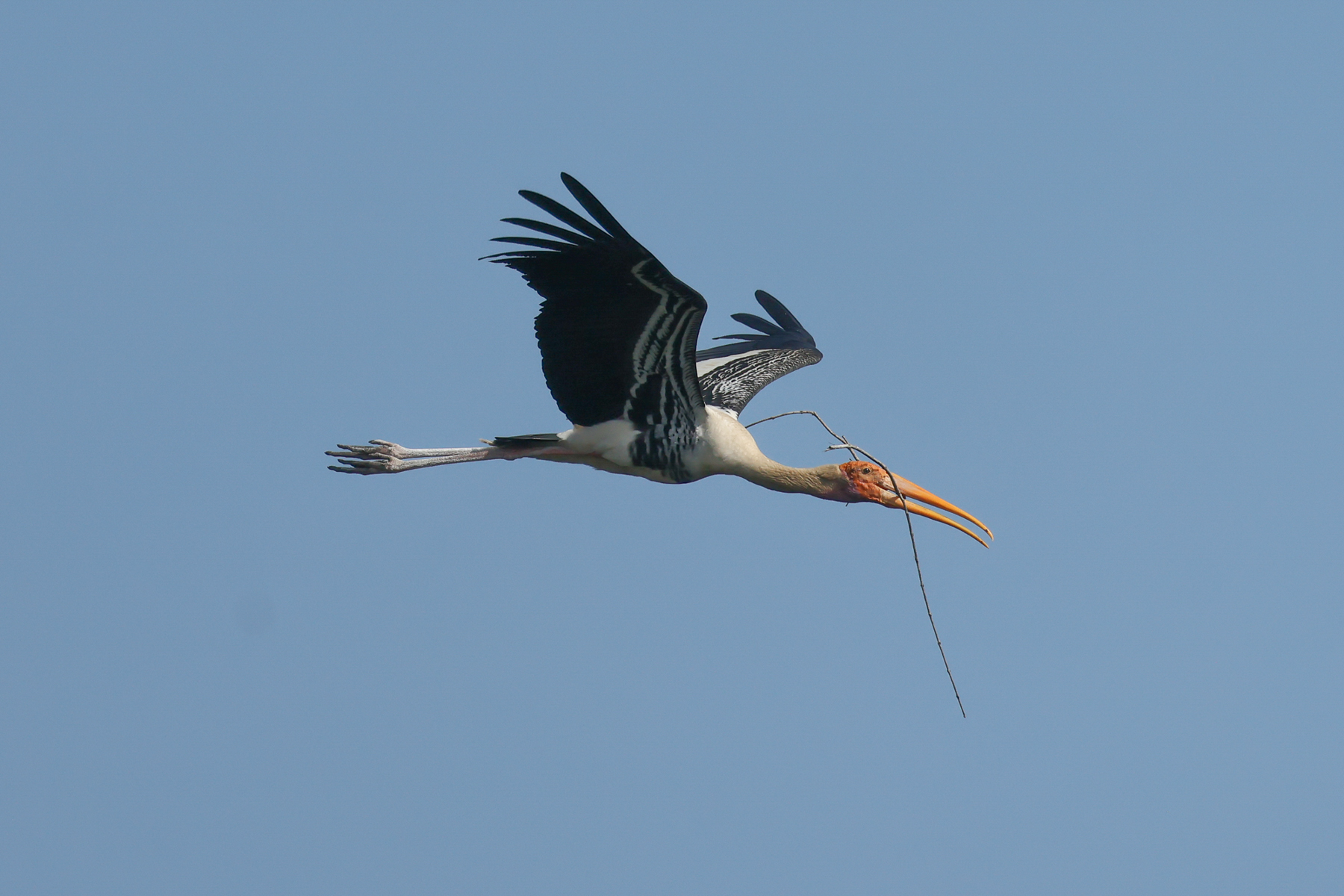 Painted Stork (image by Vincent van der Spek)