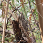 Pallid Scops Owl (image by Hannu Jännes)