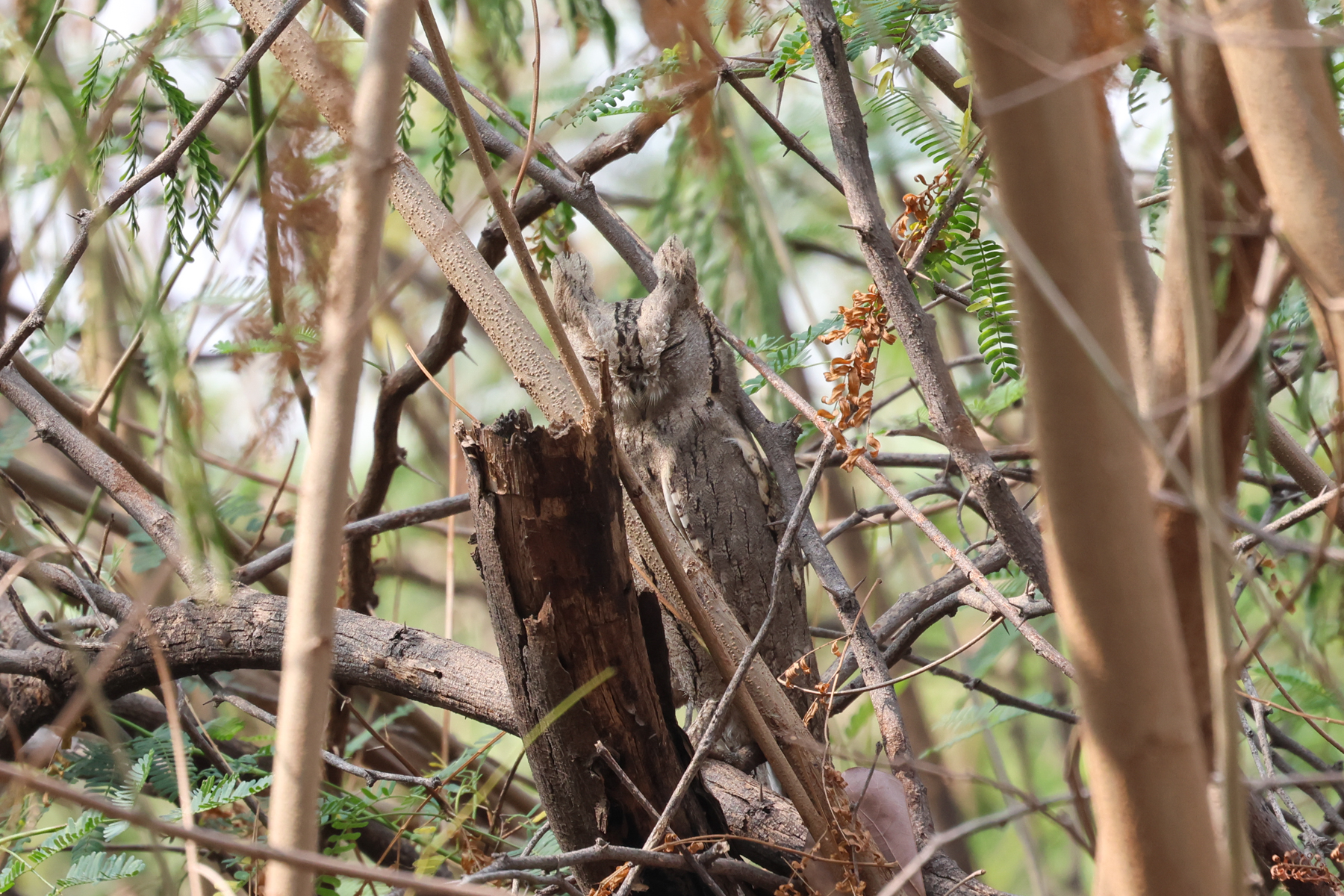 Pallid Scops Owl (image by Hannu Jännes)