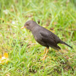 Papuan Island Thrush (image by Phil Hansbro)