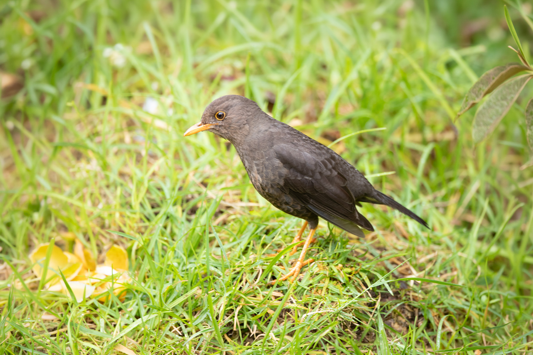 Papuan Island Thrush (image by Phil Hansbro)
