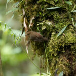 Papuan Scrubwren (image by Phil Hansbro)