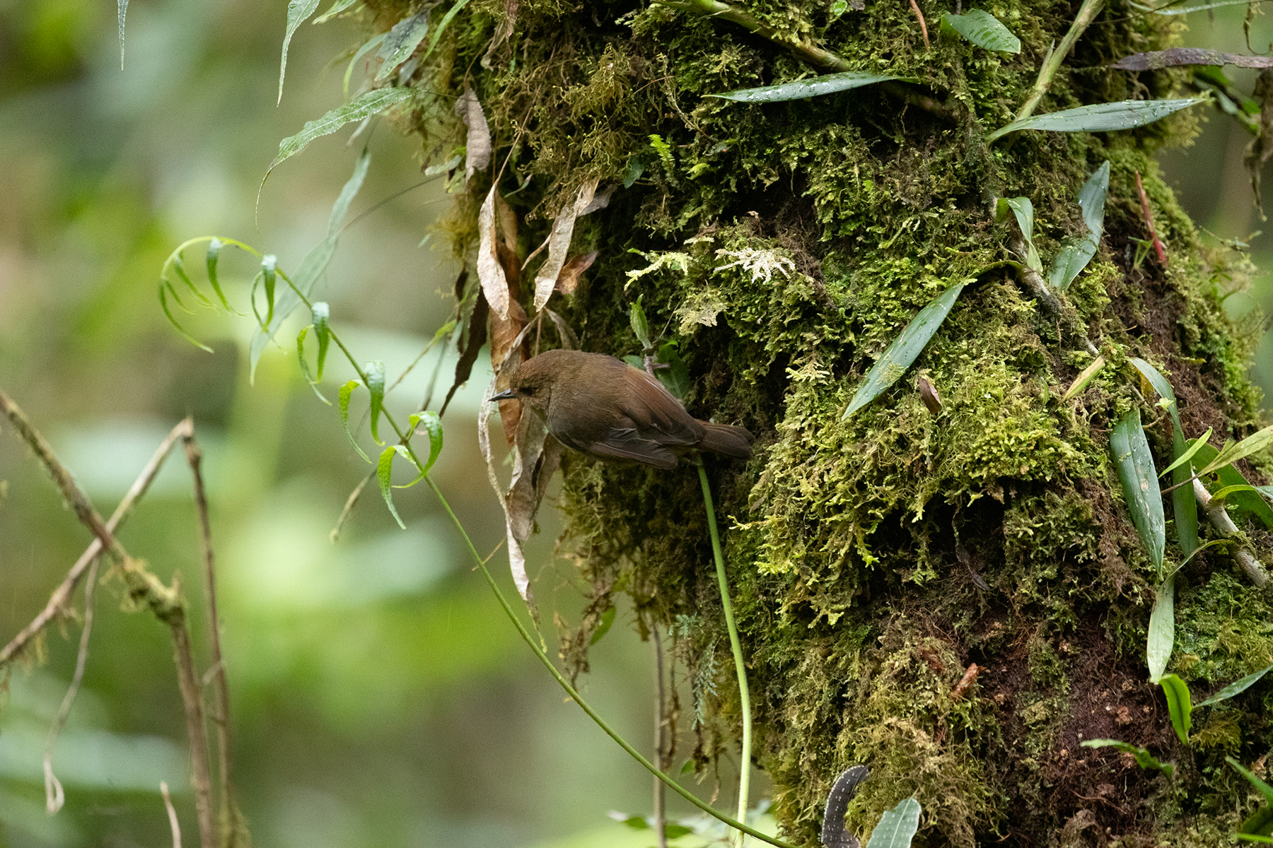 Papuan Scrubwren (image by Phil Hansbro)