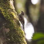 Papuan Treecreeper (image by Phil Hansbro)