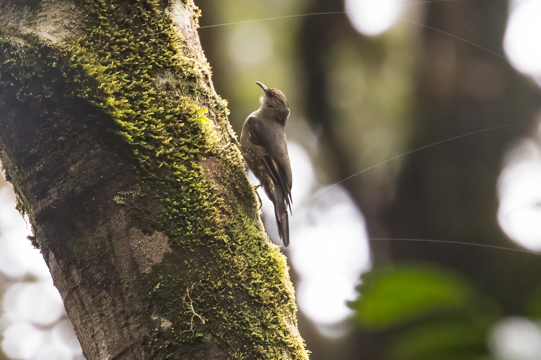 Papuan Treecreeper (image by Phil Hansbro)