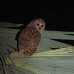 Pel's Fishing Owl (image by Diedert Koppenol)