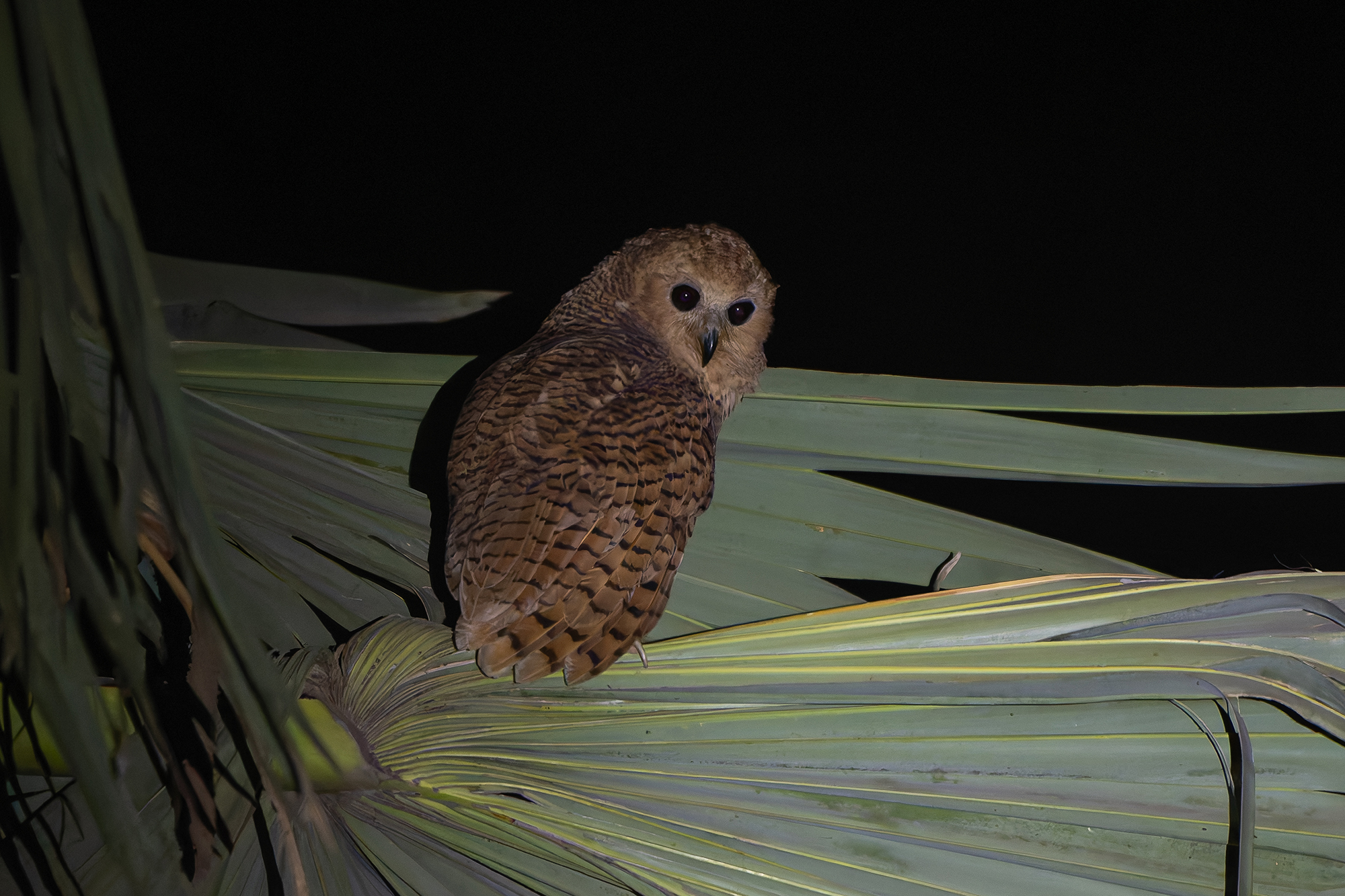 Pel's Fishing Owl (image by Diedert Koppenol)