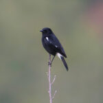 Pied Bushchat (image by Phil Hansbro)