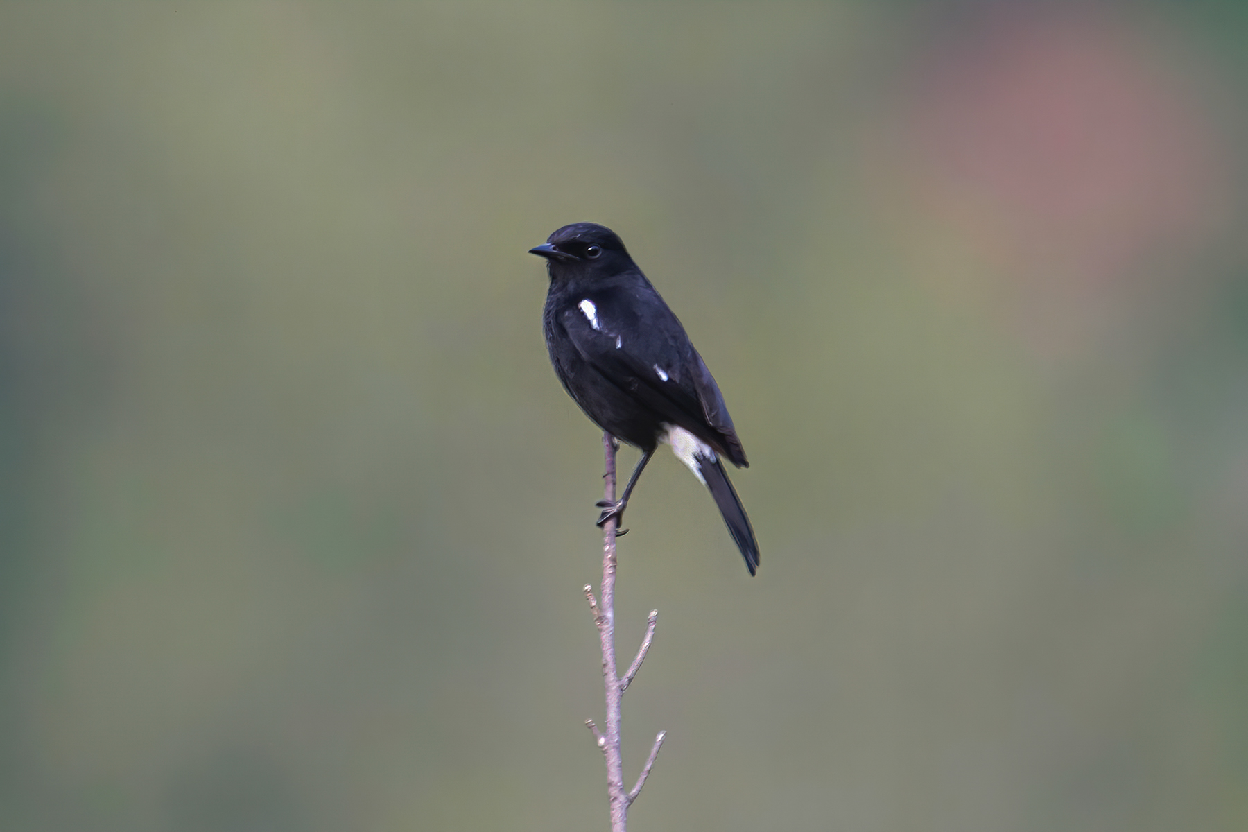 Pied Bushchat (image by Phil Hansbro)