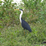 Pied Heron (image by Phil Hansbro)