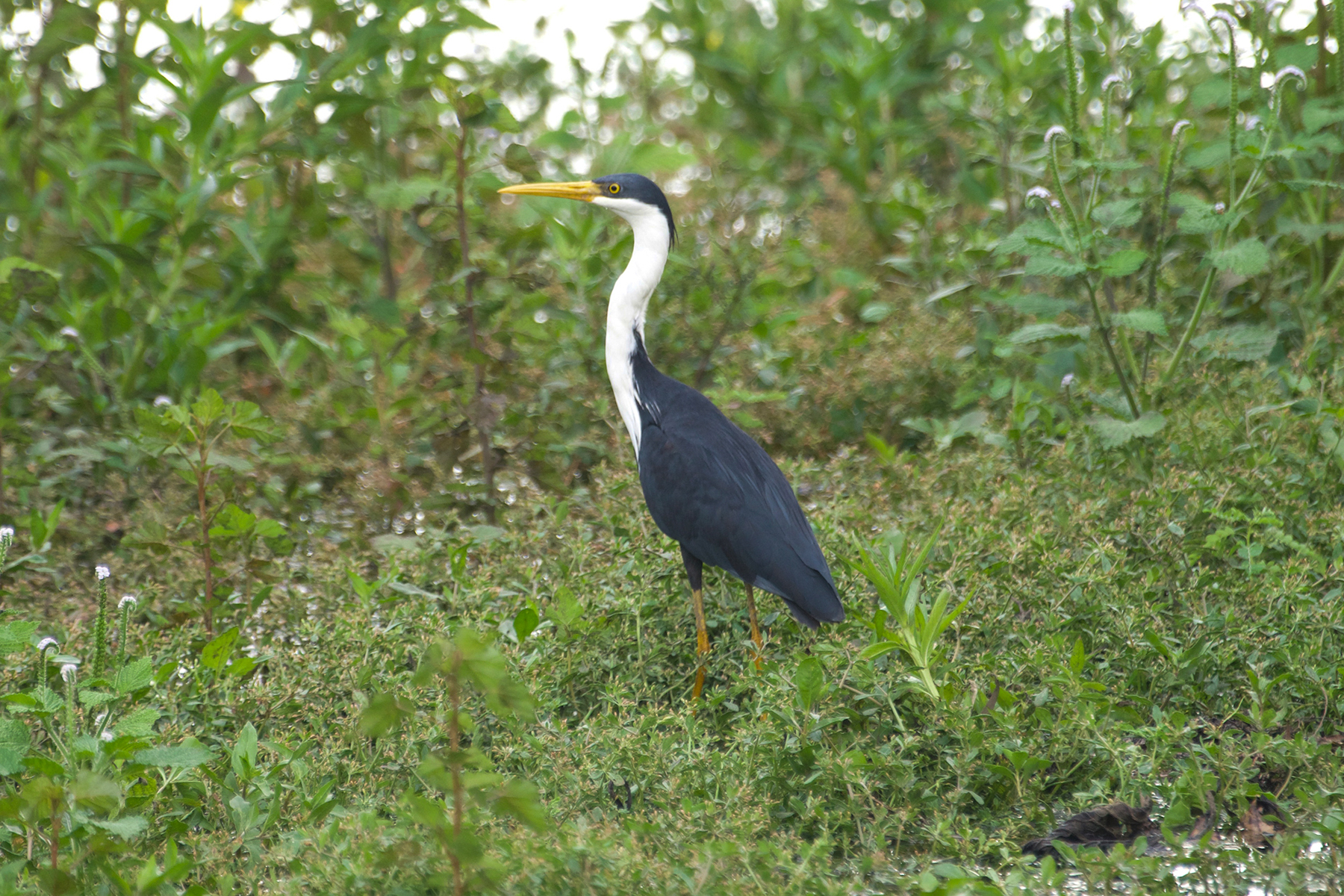 Pied Heron (image by Phil Hansbro)