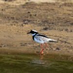 Pied Plover (image by Eustace Barnes)