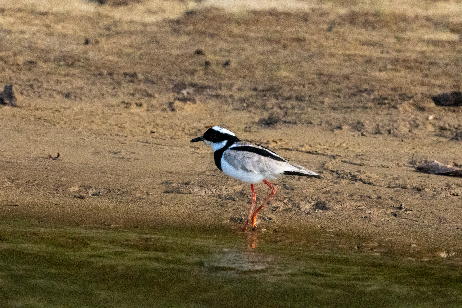 Pied Plover (image by Eustace Barnes)