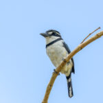 Pied Puffbird (image by Trevor Ellery)