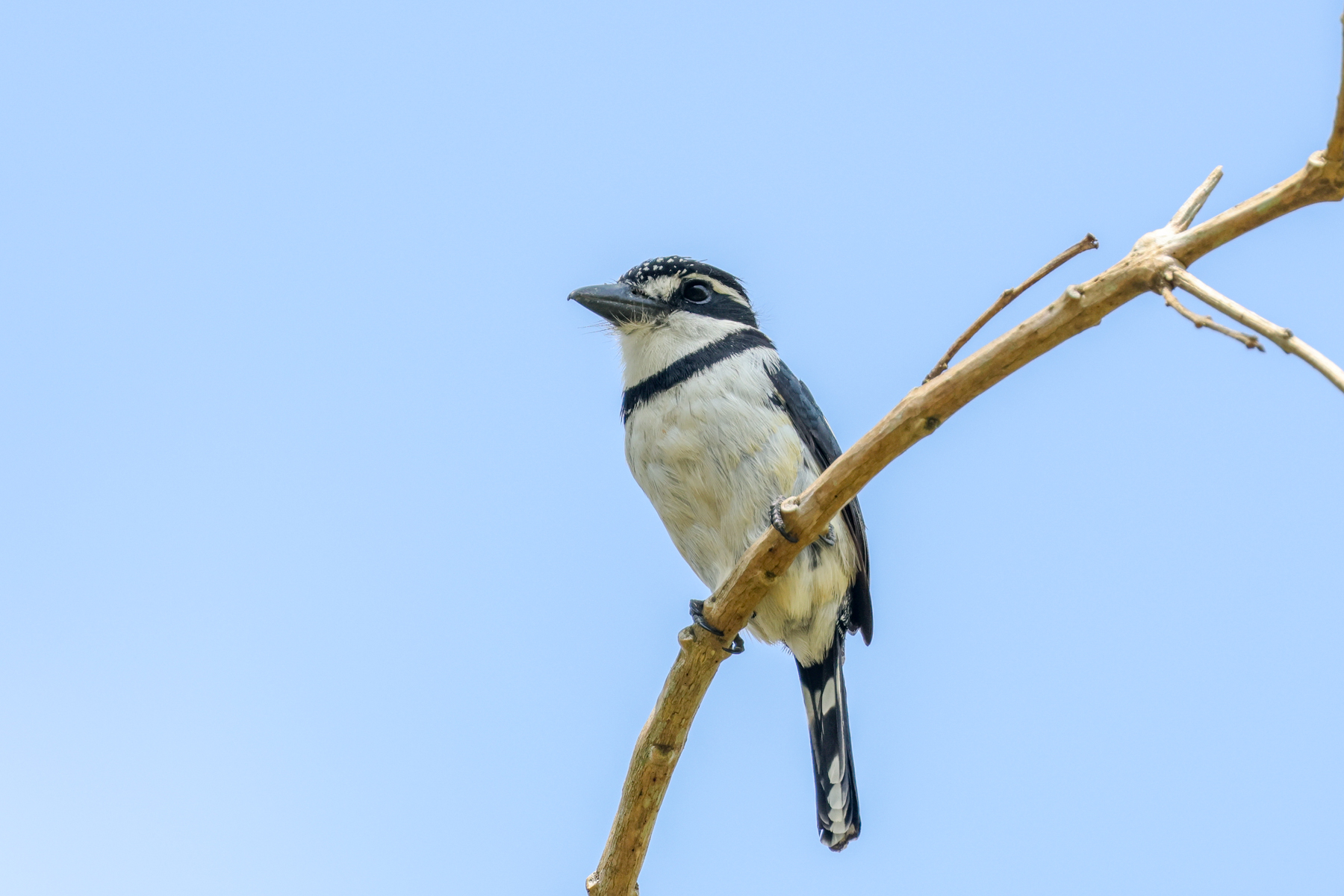 Pied Puffbird (image by Trevor Ellery)