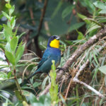 Purplish-mantled Tanager (image by Trevor Ellery)