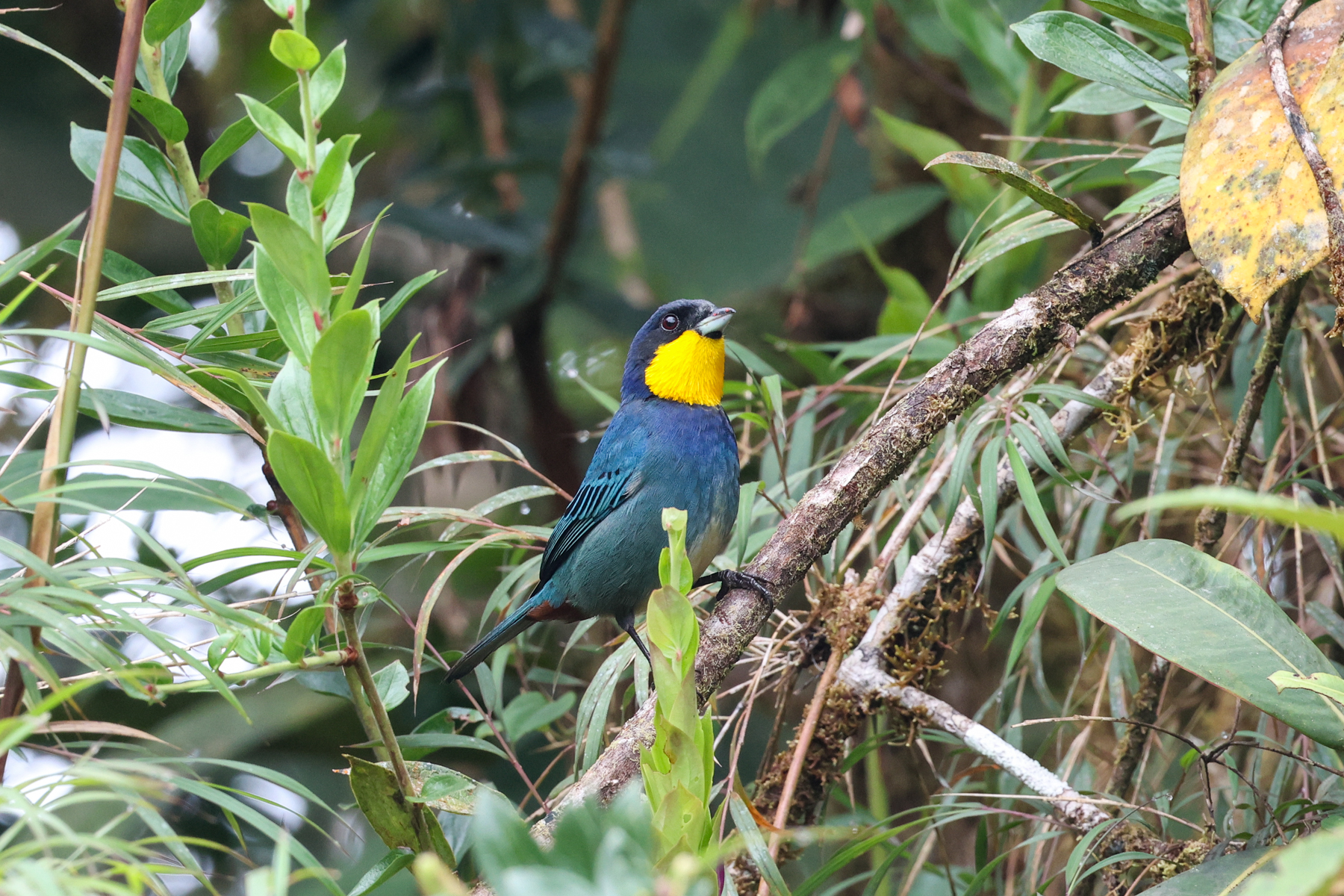 Purplish-mantled Tanager (image by Trevor Ellery)