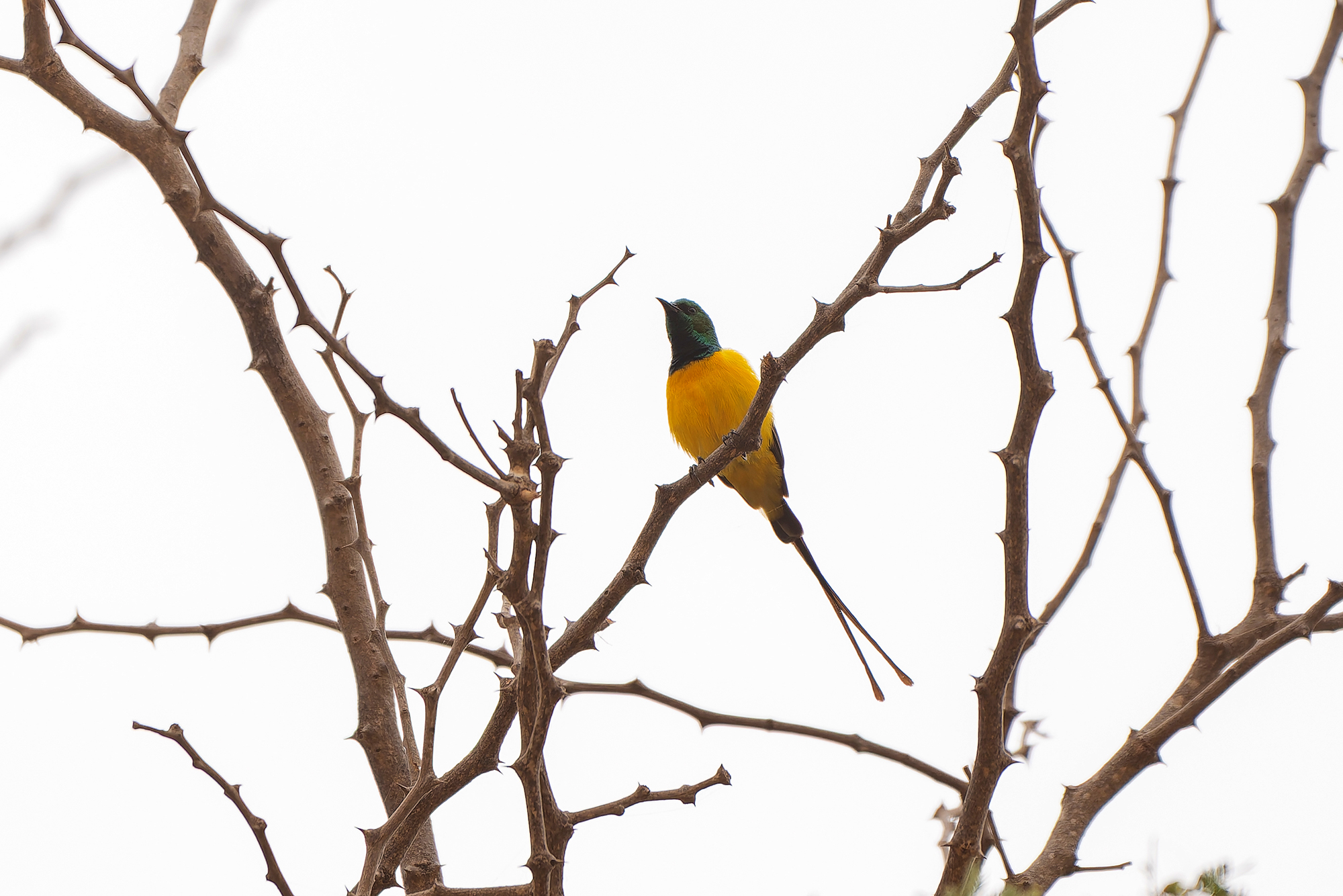Pygmy Sunbird (image by Diedert Koppenol)