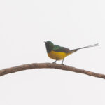 Pygmy Sunbird (image by Diedert Koppenol)