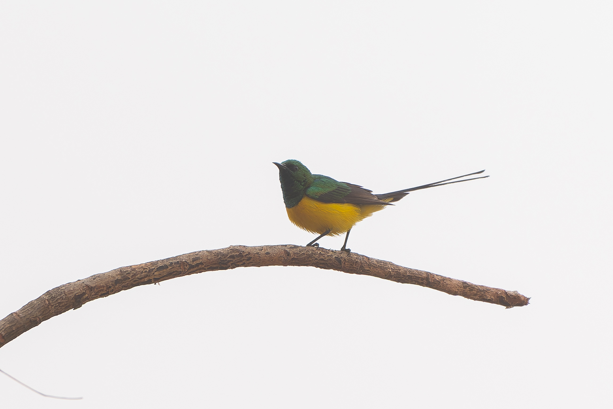 Pygmy Sunbird (image by Diedert Koppenol)