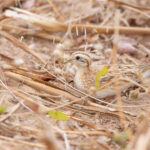Quail-plover (image by Diedert Koppenol)