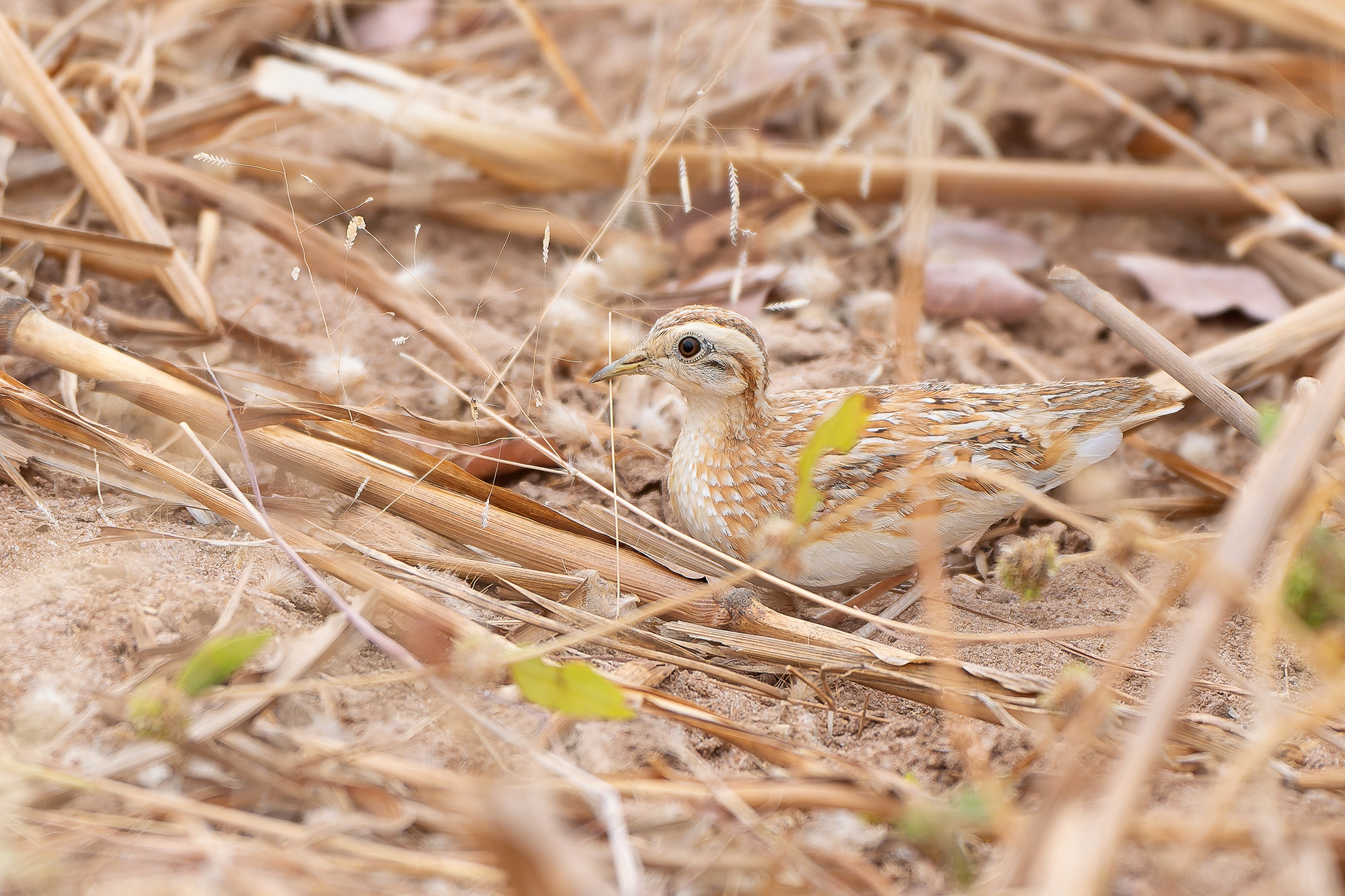 Quail-plover (image by Diedert Koppenol)
