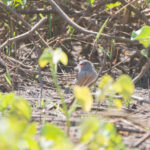 Quailfinch (image by Diedert Koppenol)