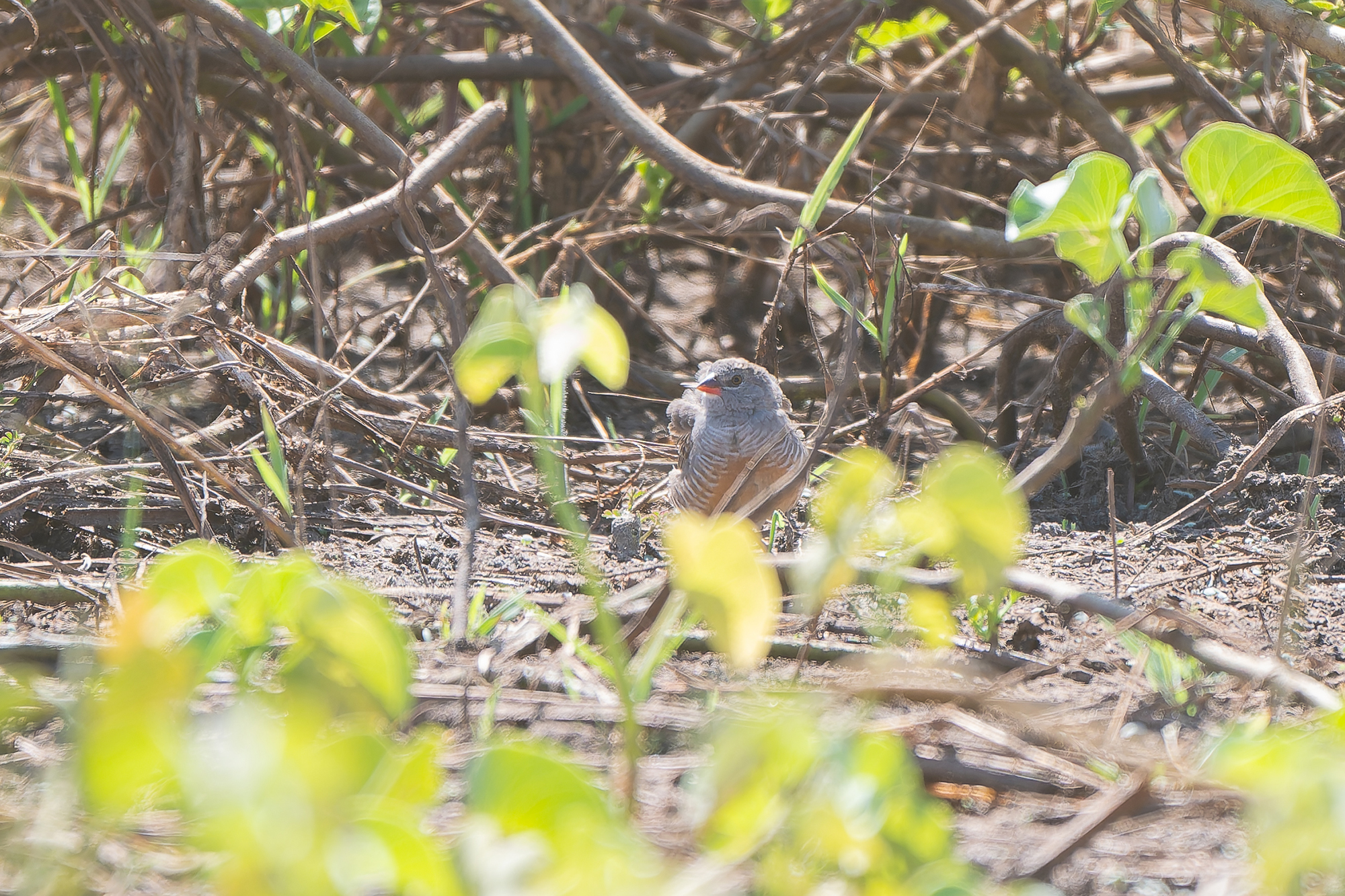 Quailfinch (image by Diedert Koppenol)