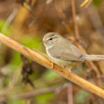 Radde's Warbler (image by Vincent van der Spek)