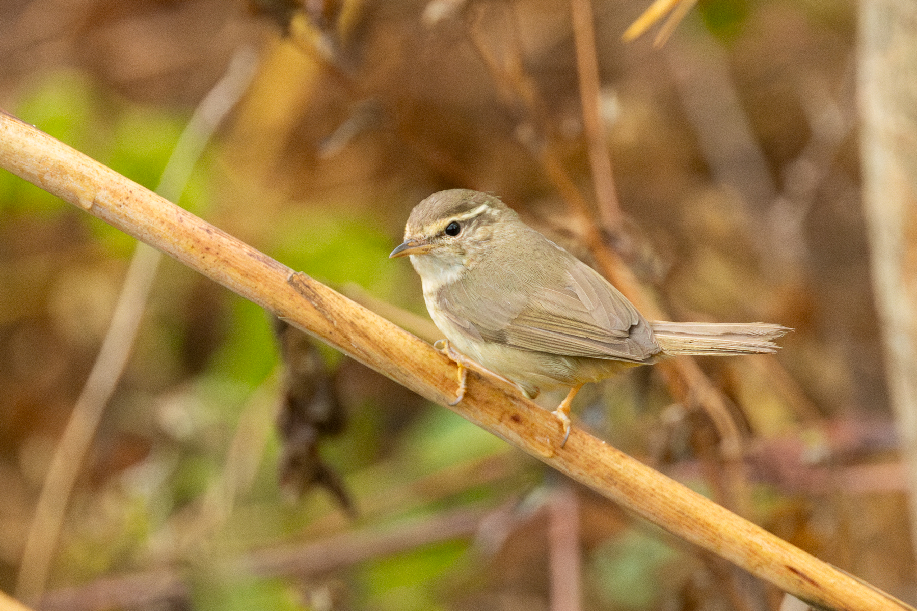 Radde's Warbler (image by Vincent van der Spek)