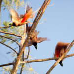 Raggiana Bird-of-paradise (image by Phil Hansbro)