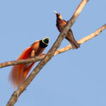 Raggiana Bird-of-paradise (image by Phil Hansbro)