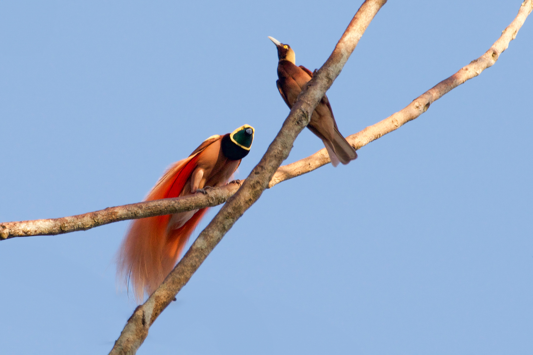 Raggiana Bird-of-paradise (image by Phil Hansbro)