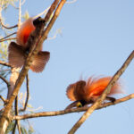 Raggiana Bird-of-paradise (image by Phil Hansbro)