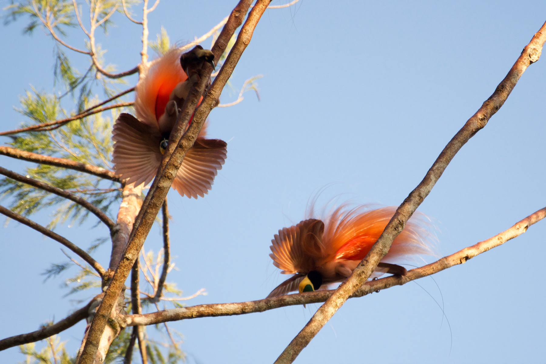 Raggiana Bird-of-paradise (image by Phil Hansbro)
