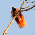Raggiana Bird-of-paradise (image by Phil Hansbro)