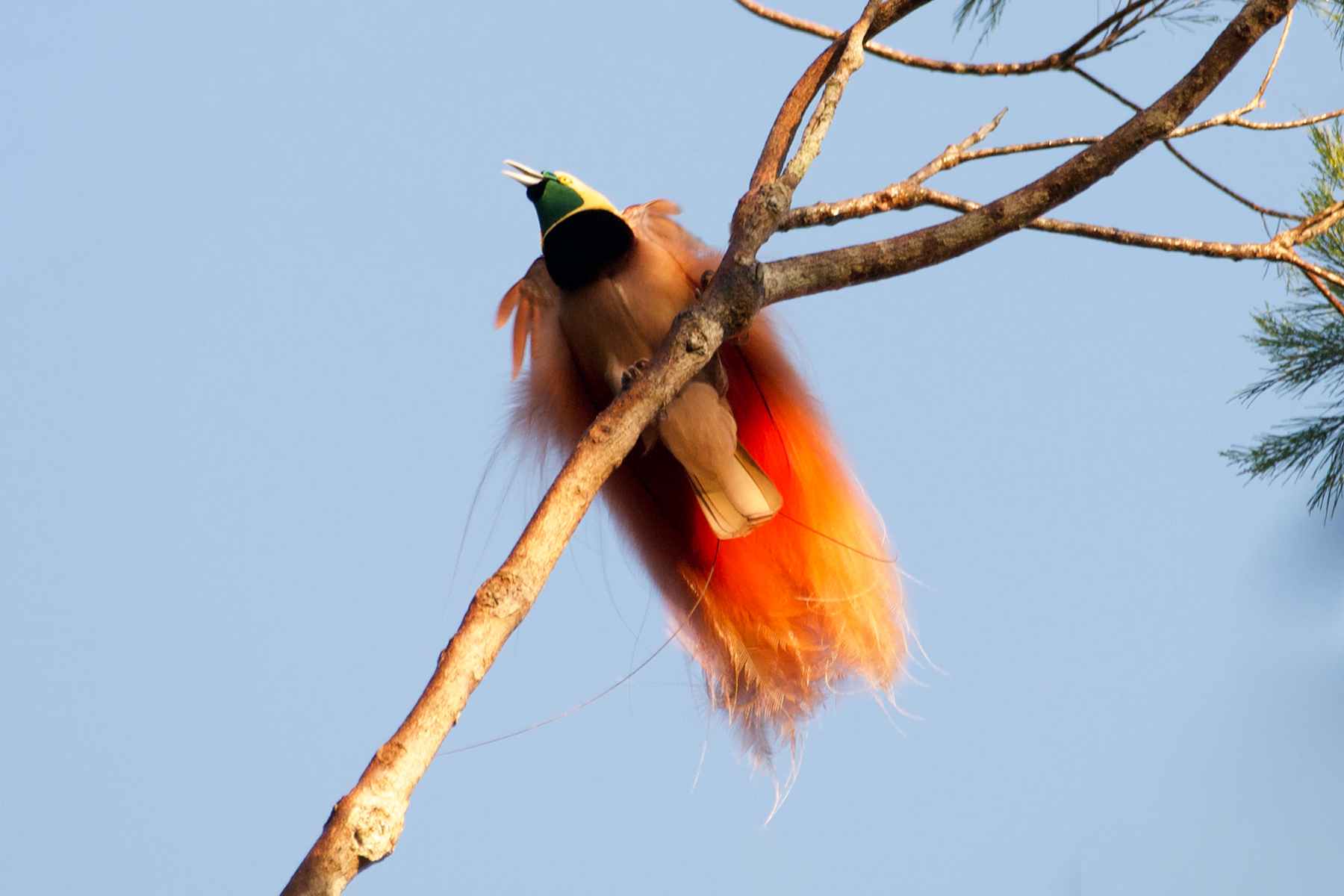 Raggiana Bird-of-paradise (image by Phil Hansbro)
