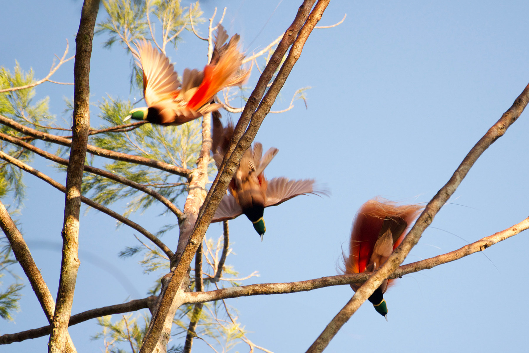 Raggiana Bird-of-paradise (image by Phil Hansbro)