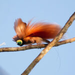 Raggiana Bird-of-paradise (image by Phil Hansbro)