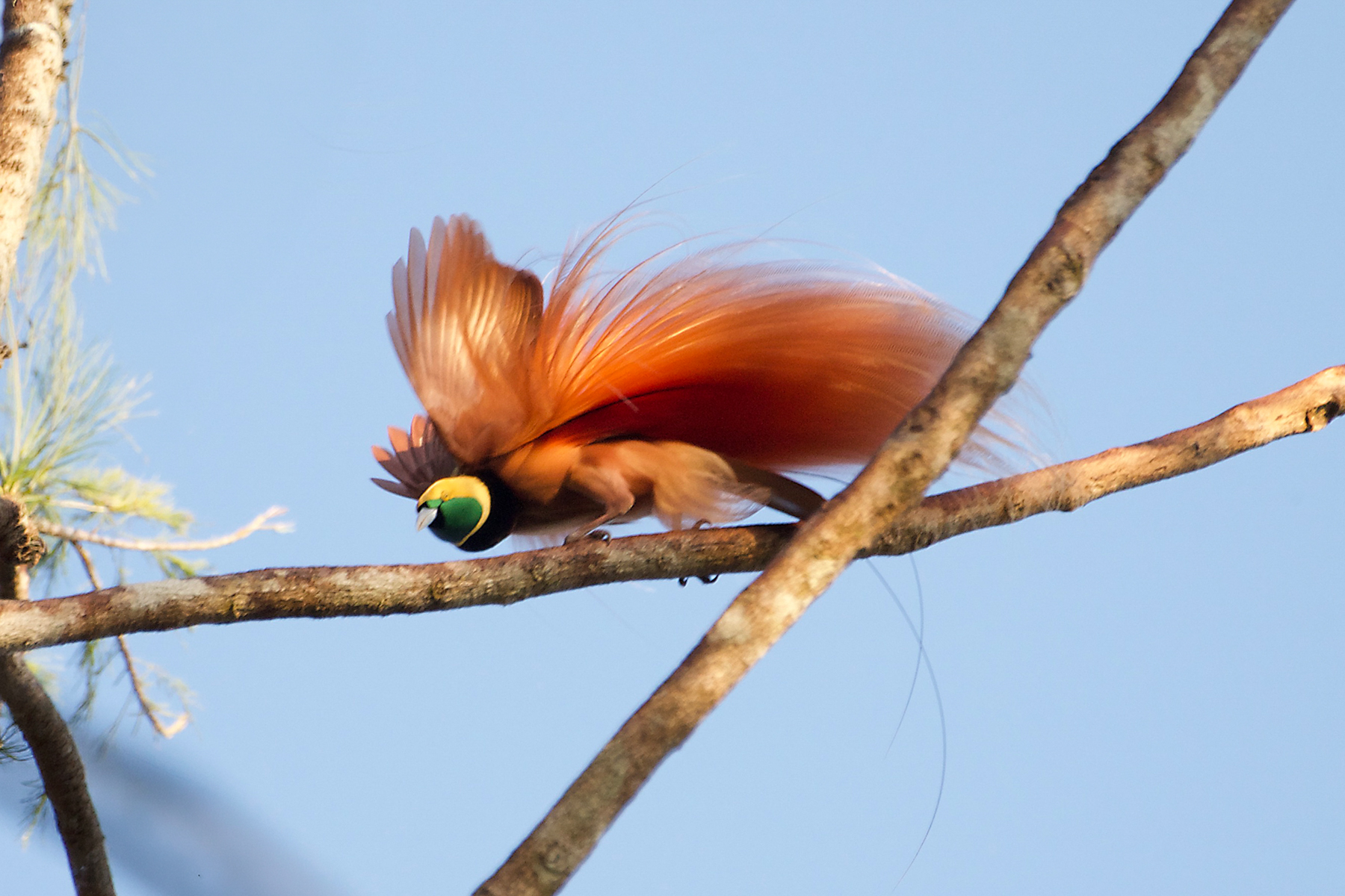 Raggiana Bird-of-paradise (image by Phil Hansbro)