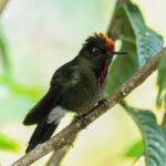 Rainbow-bearded Thornbill (image by Trevor Ellery)