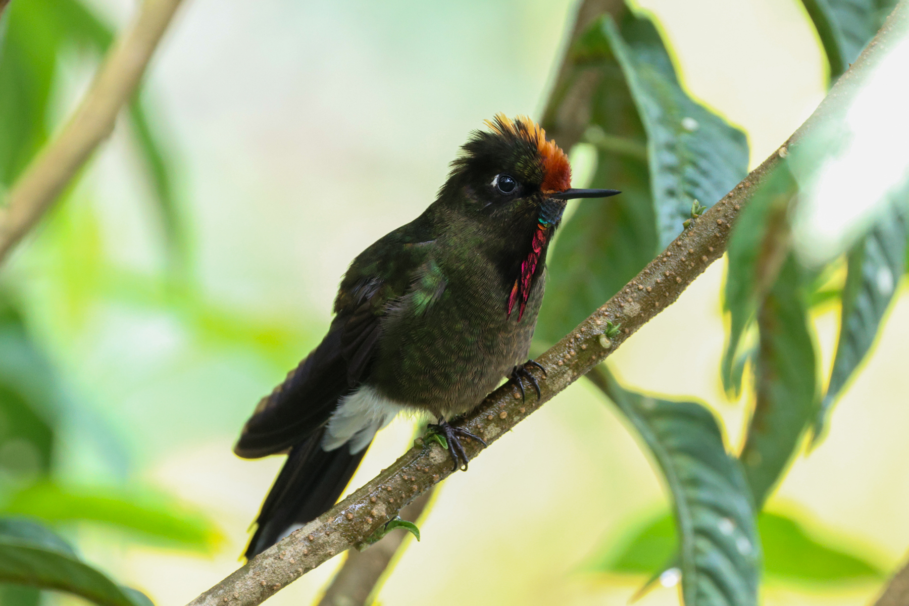 Rainbow-bearded Thornbill (image by Trevor Ellery)