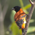 Red Siskin (image by Eustace Barnes)